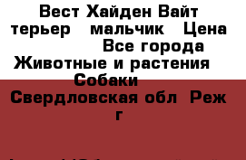 Вест Хайден Вайт терьер - мальчик › Цена ­ 35 000 - Все города Животные и растения » Собаки   . Свердловская обл.,Реж г.